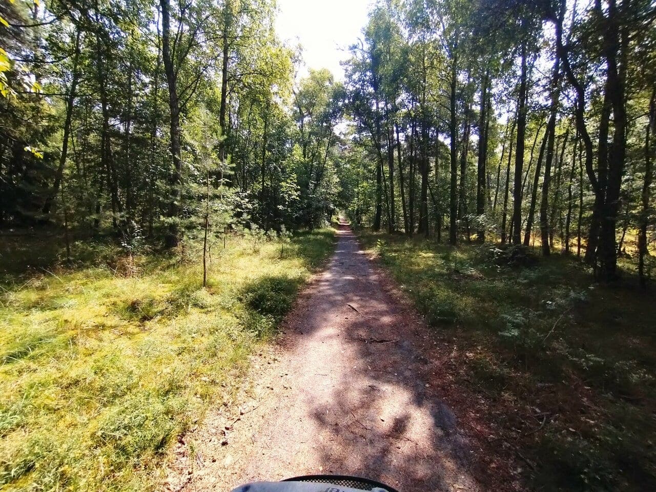 Росситтенский лес